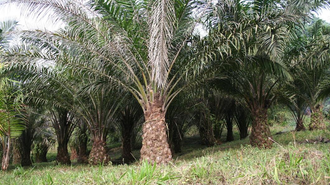 Een palmolieboom (Foto: Marco Schmidt) Een palmolieboom