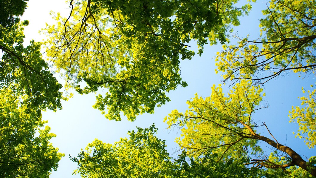 bomen (1).jpg