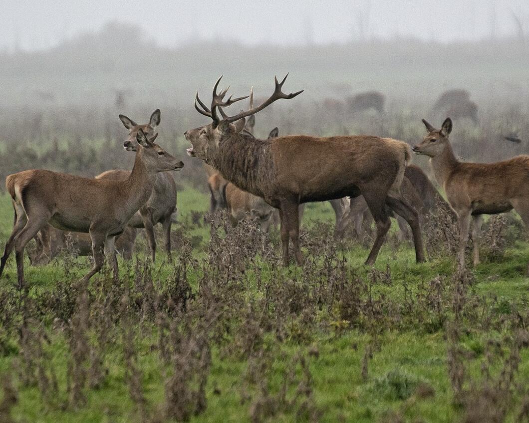 Edelherten Oostvaardersplassen