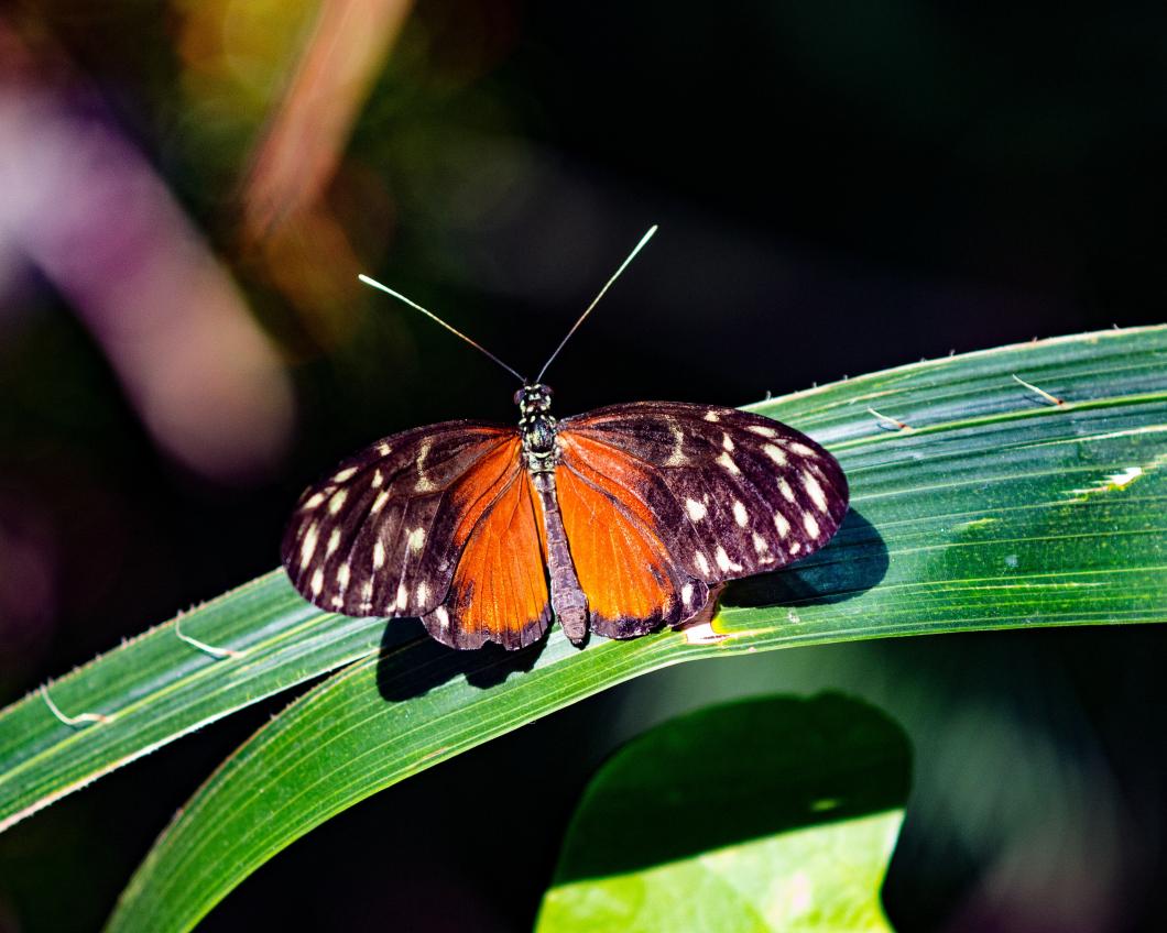 animal-biodiversity-butterfly-care-160941.jpg