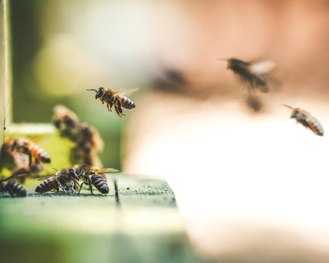 bijen biodiversiteit.jpg