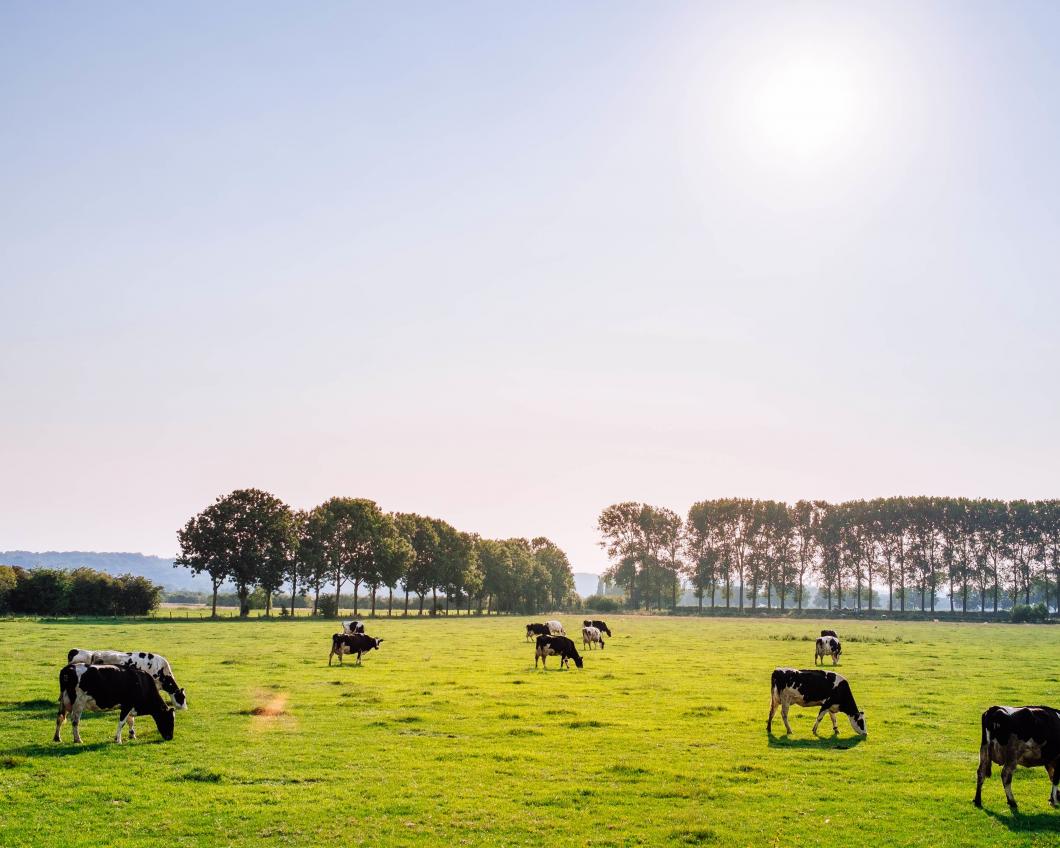 koe nederland unsplash.jpg