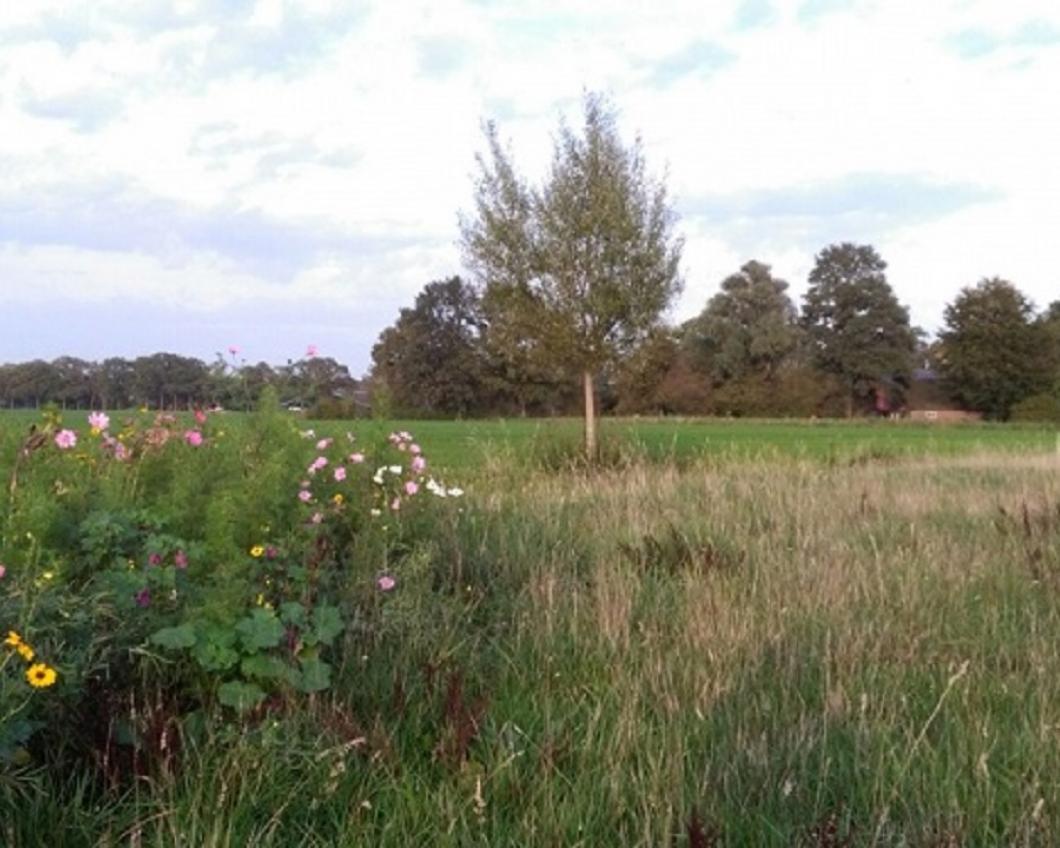 plaatje natuur.jpg